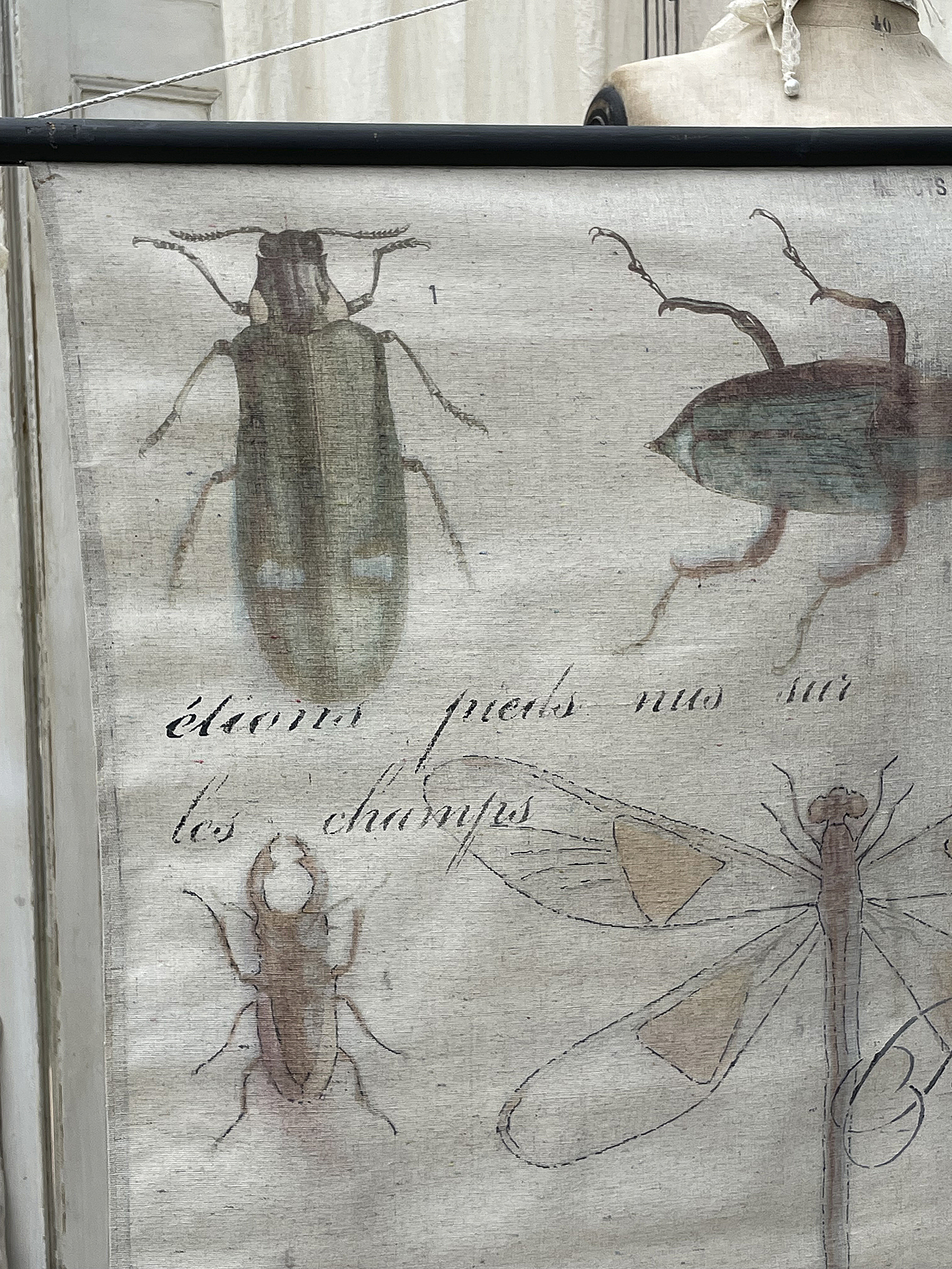 Historische Zeichnung von verschiedenen Insekten, darunter Käfer und Libellen auf einem Stoff.